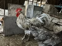Ավստրալորպ — լուսանկար 3