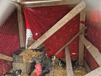 Chickens — լուսանկար 3