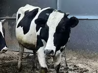 Bulle, Russian Black pied cattle — Foto 6