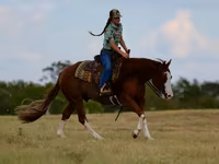 Hengst, Quarter Horse — Foto 7