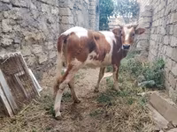 Kuh, Simmental cattle — Foto 4