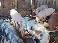 Eber, Schweine — Foto 2