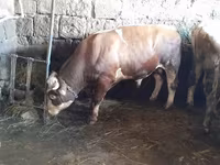 Bulle, Simmental cattle — Foto 4