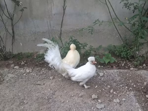 Японский миниатюрный