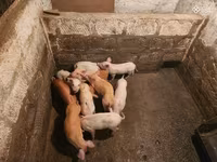 Sow, Pigs — photo 3