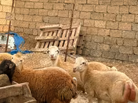 Schaf, Apsheron sheep — Foto 6