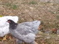 Brahma — photo 8