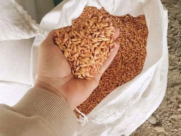 Арпа урыктык сорт бәйшешек дарленген