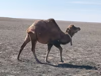Ուղտ, Kazakh Bactrian camel — լուսանկար 1