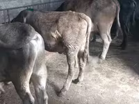 Ցուլ, Russian Black pied cattle — լուսանկար 7