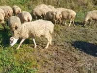 Sheep, Karabakh sheep — photo 1