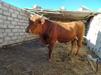 公牛, Cattle — 照片 2