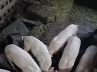 Sow, Pigs — photo 2