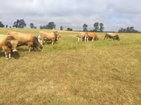 Ցուլ, Aubrac cattle — լուսանկար 4