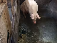 Sow, Pigs — photo 5