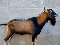 Ешкі, Alpine goat — 3-сурет