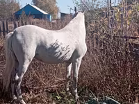 Էգ ձի, Orlov Trotter — լուսանկար 3