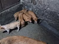 मादा सूअर, सूअर — फ़ोटो 5