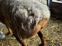 Խոյ, Arashan sheep — լուսանկար 3