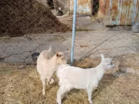Ешкі, Saanen goat — 1-сурет