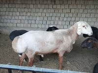 Widder, Edilbay sheep — Foto 5