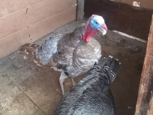 Turkeys