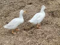 Pekin Alemão — foto 2