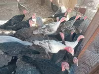 Turkeys — photo 5