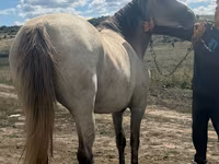 Égua, Cavalos — foto 4