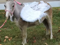 Էգ ձի, Miniature horse — լուսանկար 3