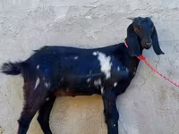 Ешкі, Beetal goats — 3-сурет