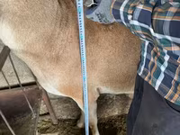 Խոյ, Afghan Arabi sheep — լուսանկար 5