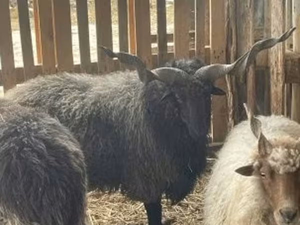 Ram, Racka sheep