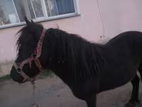 Stute, Shetland Pony — Foto 3