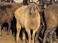 भेड़, Edilbay sheep — फ़ोटो 4