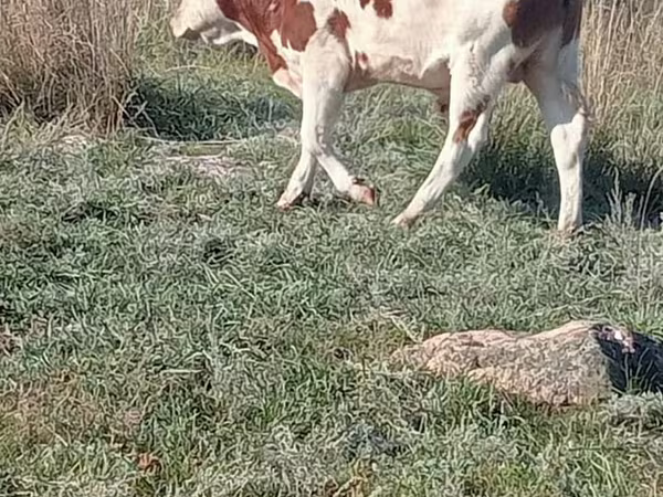 Bull, Simmental cattle