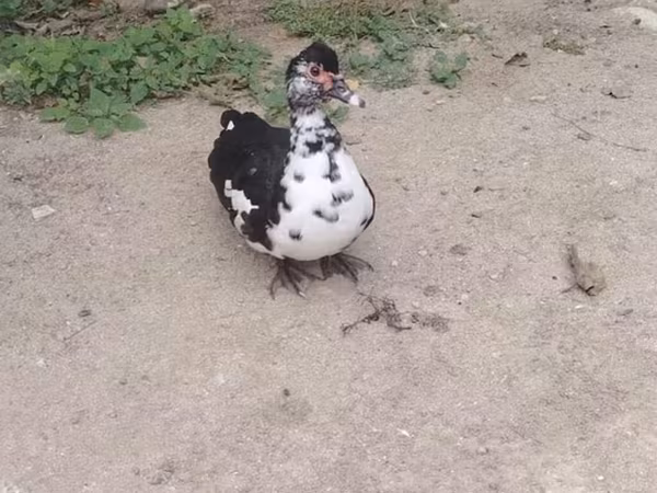 Ducks