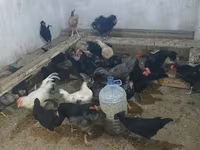 Australorp — Foto 1