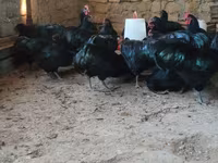 Մալինես — լուսանկար 8