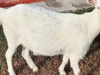 Cabra, Saanen goat — foto 2