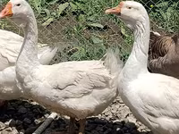Geese — լուսանկար 5