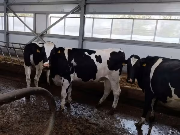 Cow, Holstein breed