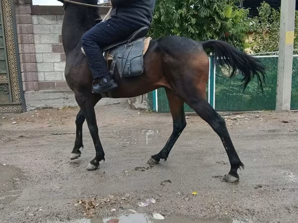 公马, Thoroughbred horse