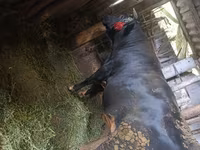 公牛, Cattle — 照片 2