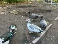 Turkeys — լուսանկար 3