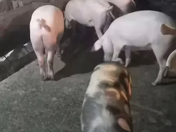 मादा सूअर, सूअर — आर्मेनिया