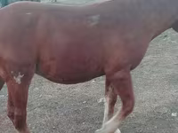 Horse (M), Russian Heavy Draft — photo 7