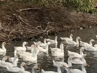 Geese — Foto 8