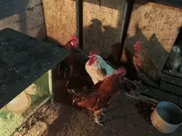 Chickens — Foto 3