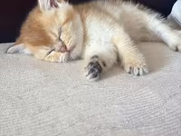 Məhsul: Pişik üçün yumşaq yuxu papağı Təsvir: - Kiçik ölçülü, balaca — foto 5